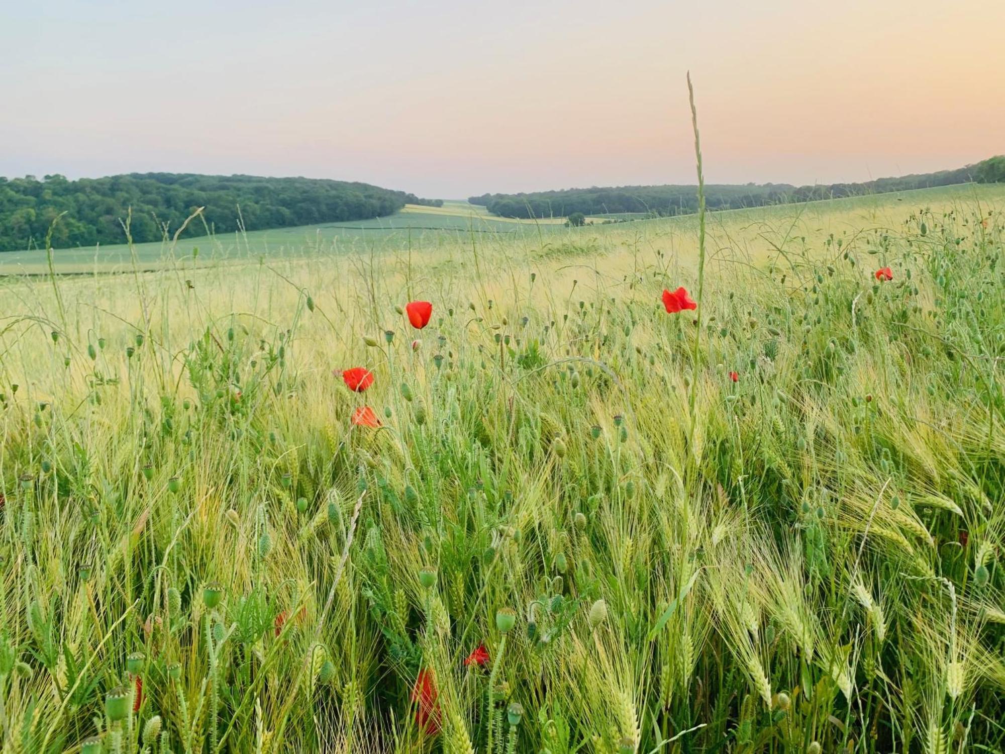 Chambre A La Noye Estrees-sur-Noye Kültér fotó